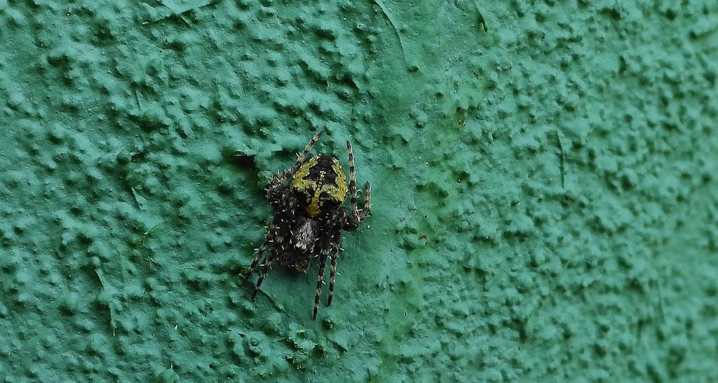 Krzyżak ogrodowy (Araneus diadematus)