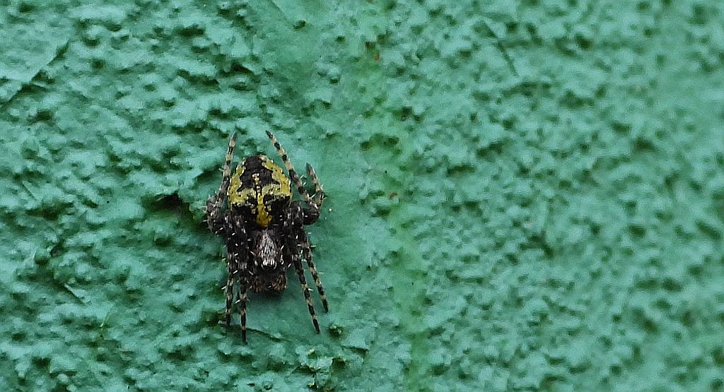 Krzyżak ogrodowy (Araneus diadematus)