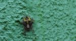 Krzyżak ogrodowy (Araneus diadematus)
