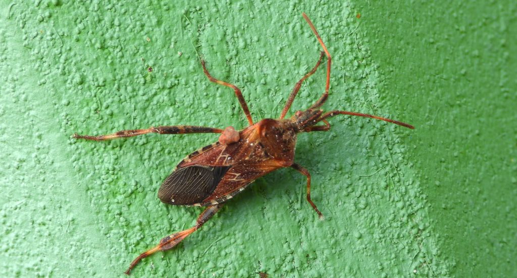 Wtyk amerykański (Leptoglossus occidentalis)