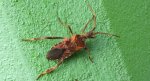Wtyk amerykański (Leptoglossus occidentalis)