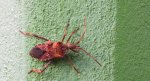 Wtyk amerykański (Leptoglossus occidentalis)