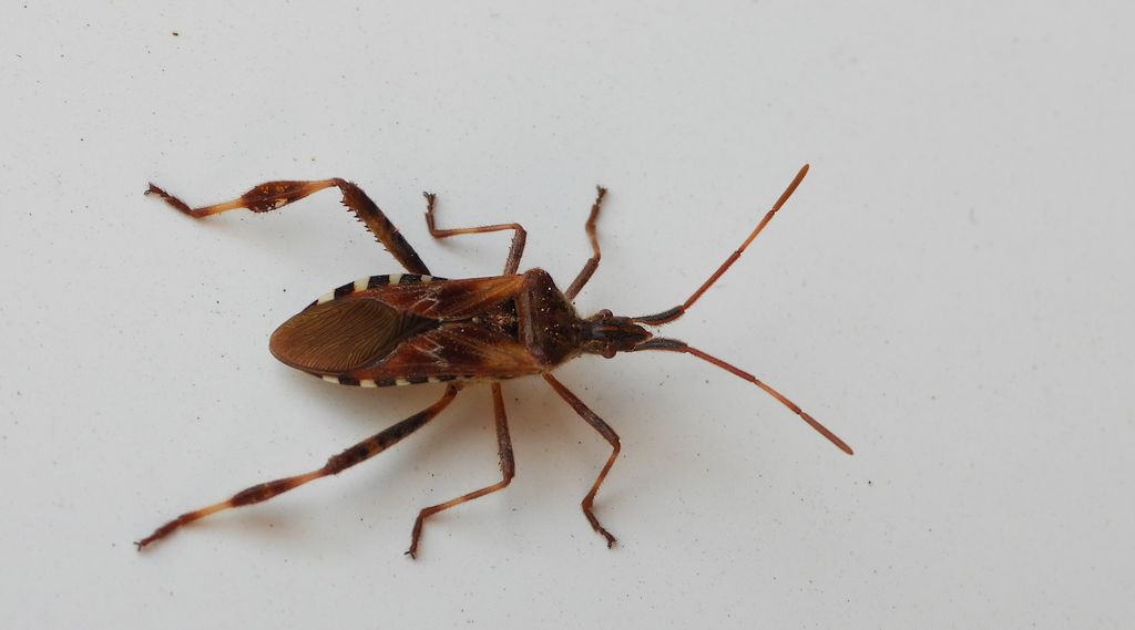 Wtyk amerykański (Leptoglossus occidentalis)