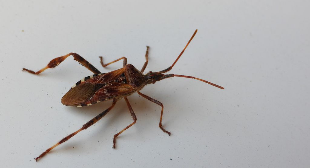 Wtyk amerykański (Leptoglossus occidentalis)