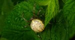 Krzyżak dwubarwny (Araneus marmoreus)