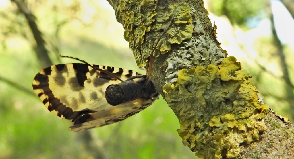 Wieszczyca, wieszczka północna (Semblis phalaenoides)