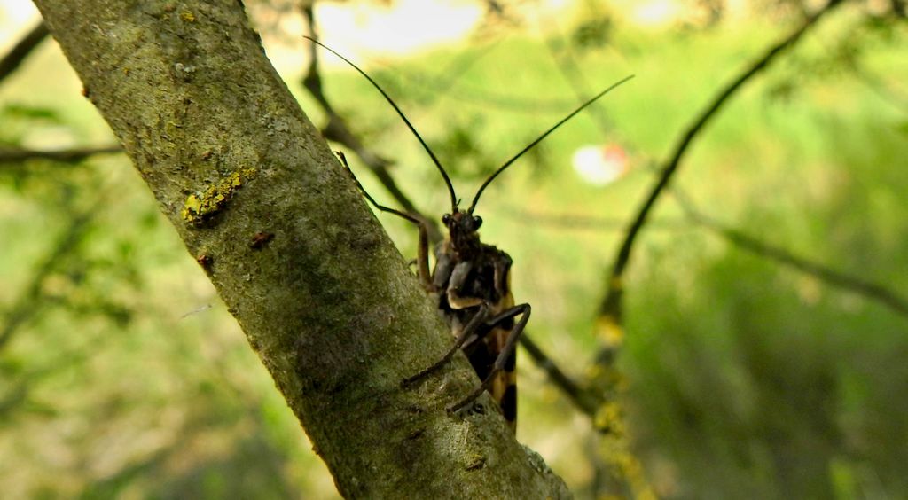 Wieszczyca, wieszczka północna (Semblis phalaenoides)