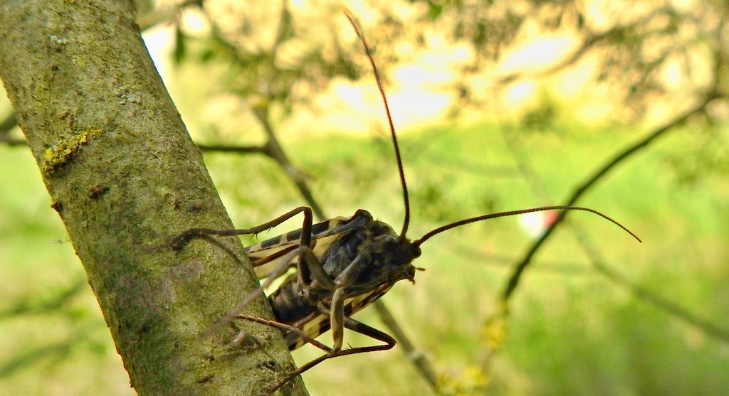 Wieszczyca, wieszczka północna (Semblis phalaenoides)