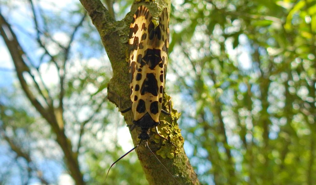 Wieszczyca, wieszczka północna (Semblis phalaenoides)