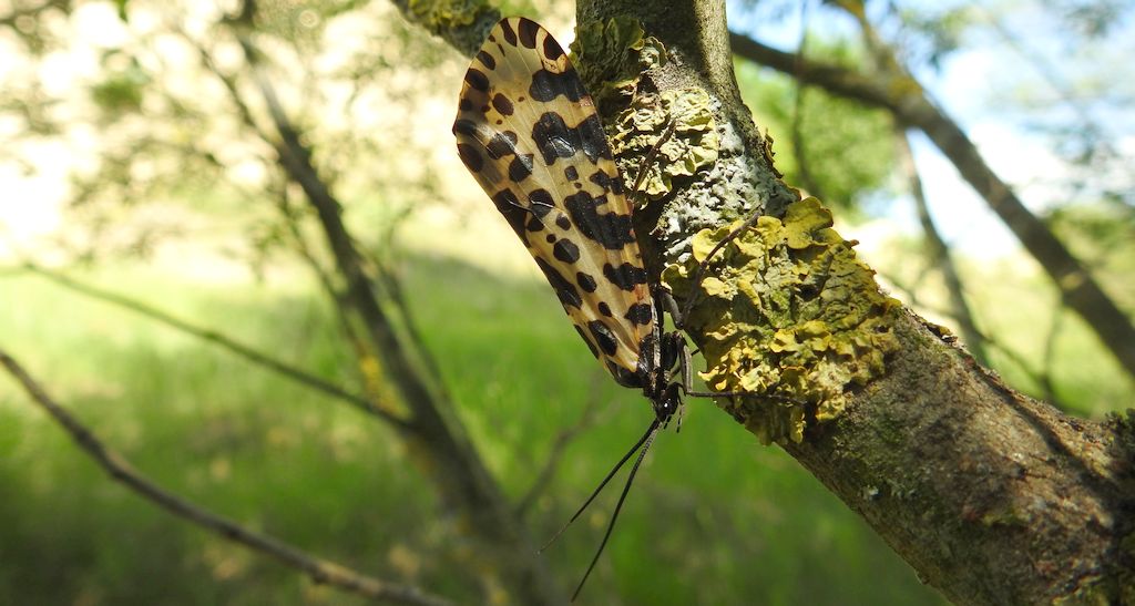 Wieszczyca, wieszczka północna (Semblis phalaenoides)