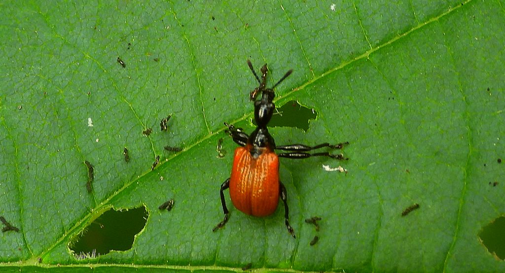 Oszynda leszczynowiec (Apoderus coryli)