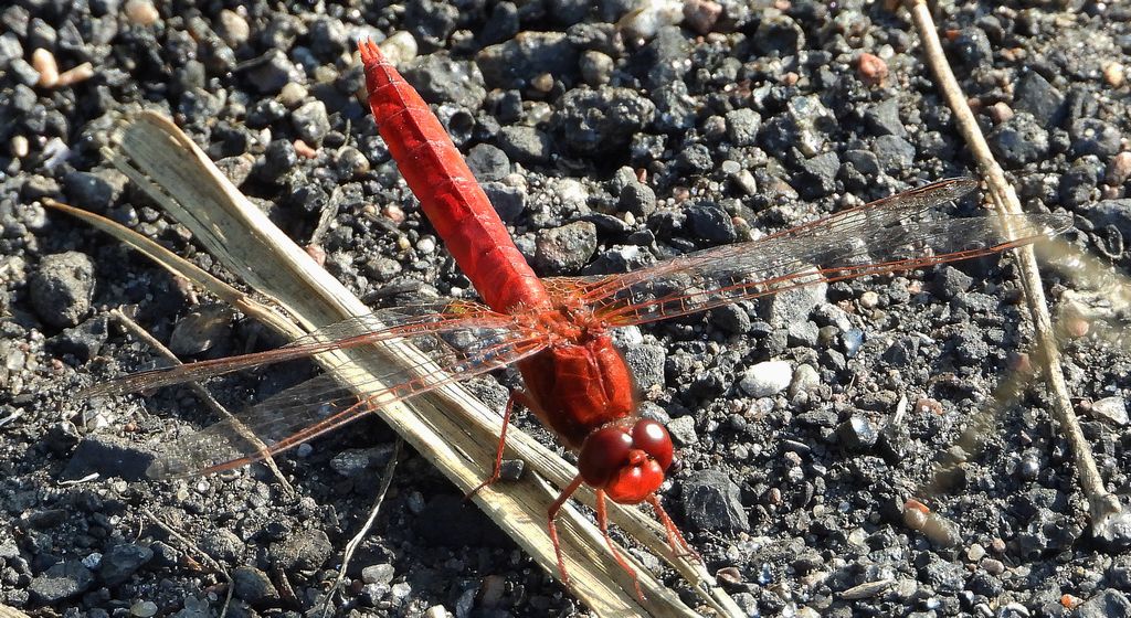 Szafranka czerwona (Crocothemis erythraea)