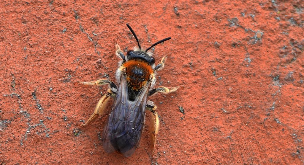 Pszczolinka wiosenna (Andrena haemorrhoa)