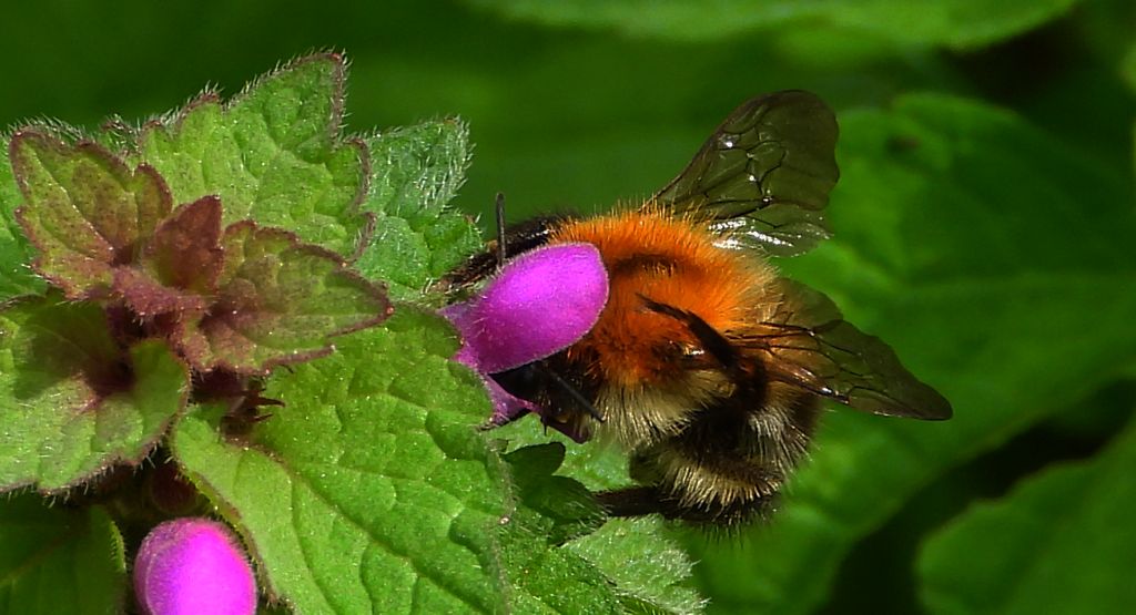 Trzmiel rudy (Bombus pascuorum)