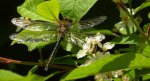 Szklarka zielona (Cordulia aenea)