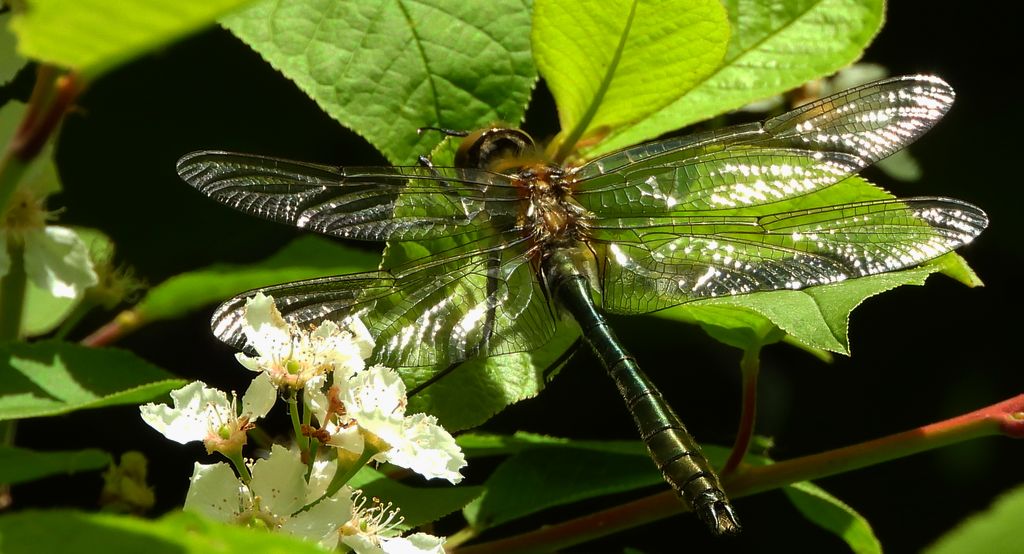Szklarka zielona (Cordulia aenea)