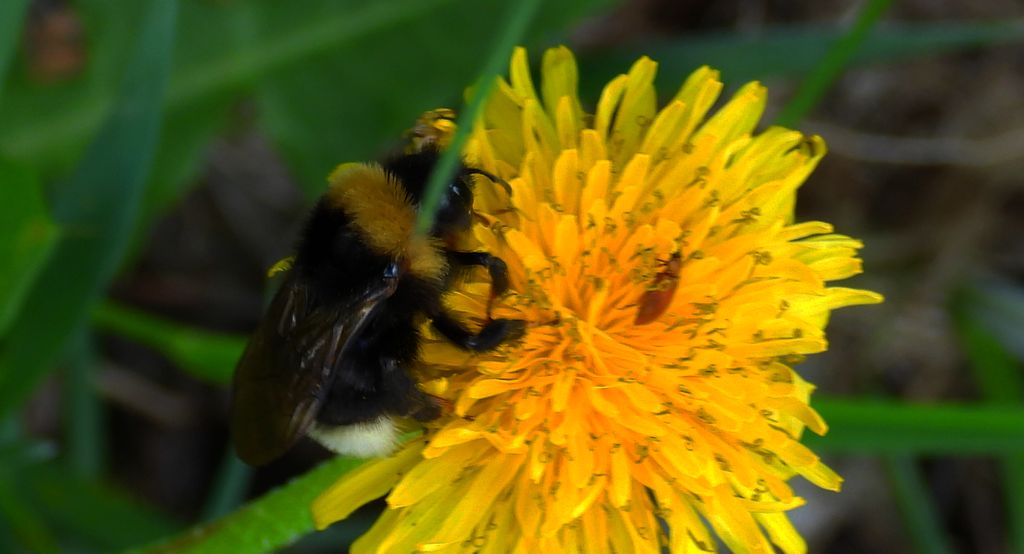 Trzmielec gajowy (Bombus bohemicus)