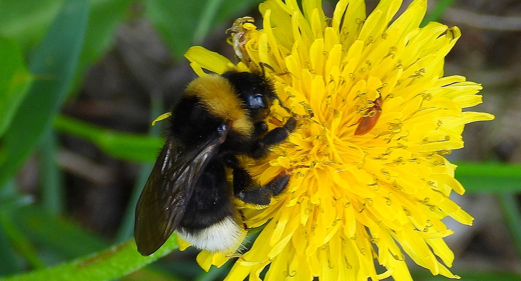 Trzmielec gajowy (Bombus bohemicus)