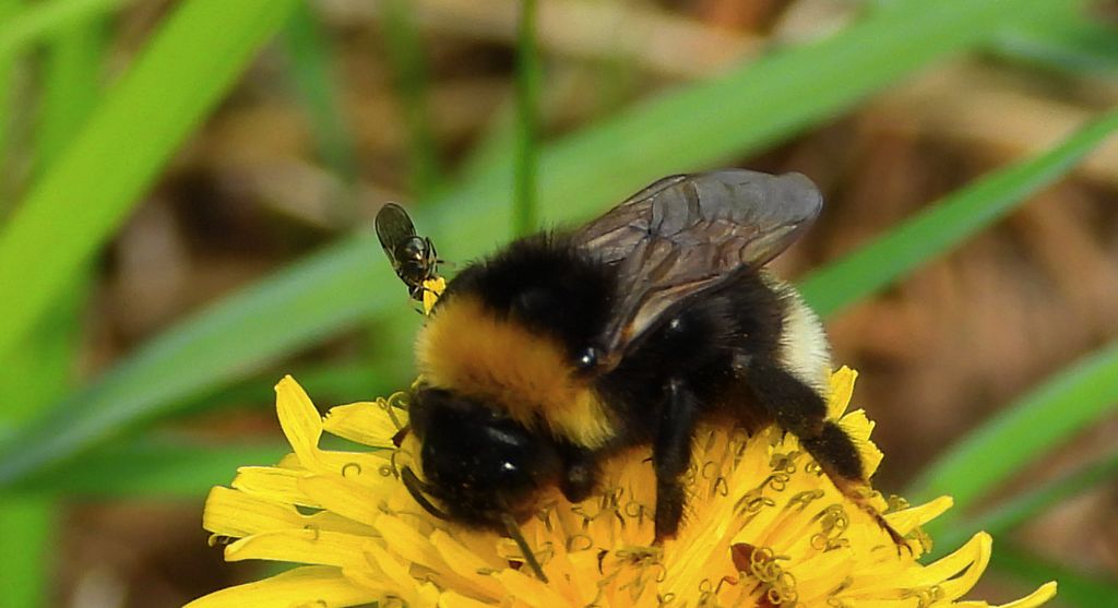 Trzmielec gajowy (Bombus bohemicus)