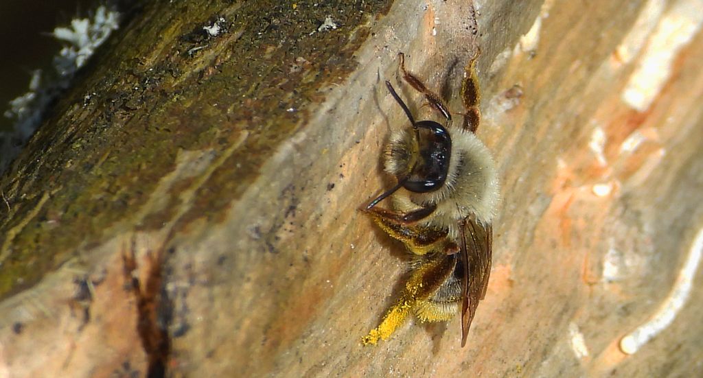Pszczolinka napiaskowa, pszczolinka łysawa (Andrena vaga)