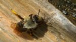 Pszczolinka napiaskowa, pszczolinka łysawa (Andrena vaga)