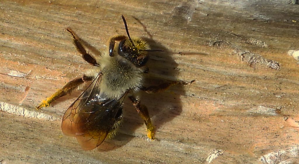 Pszczolinka napiaskowa, pszczolinka łysawa (Andrena vaga)