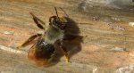 Pszczolinka napiaskowa, pszczolinka łysawa (Andrena vaga)