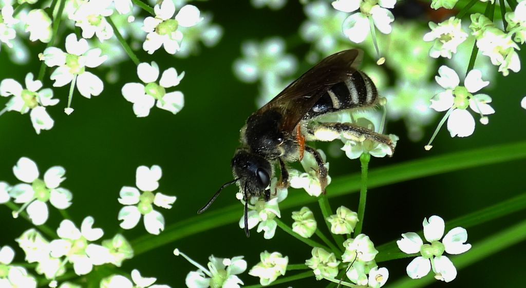 Smuklik wielki (Halictus quadricinctus)