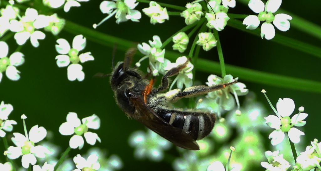Smuklik wielki (Halictus quadricinctus)