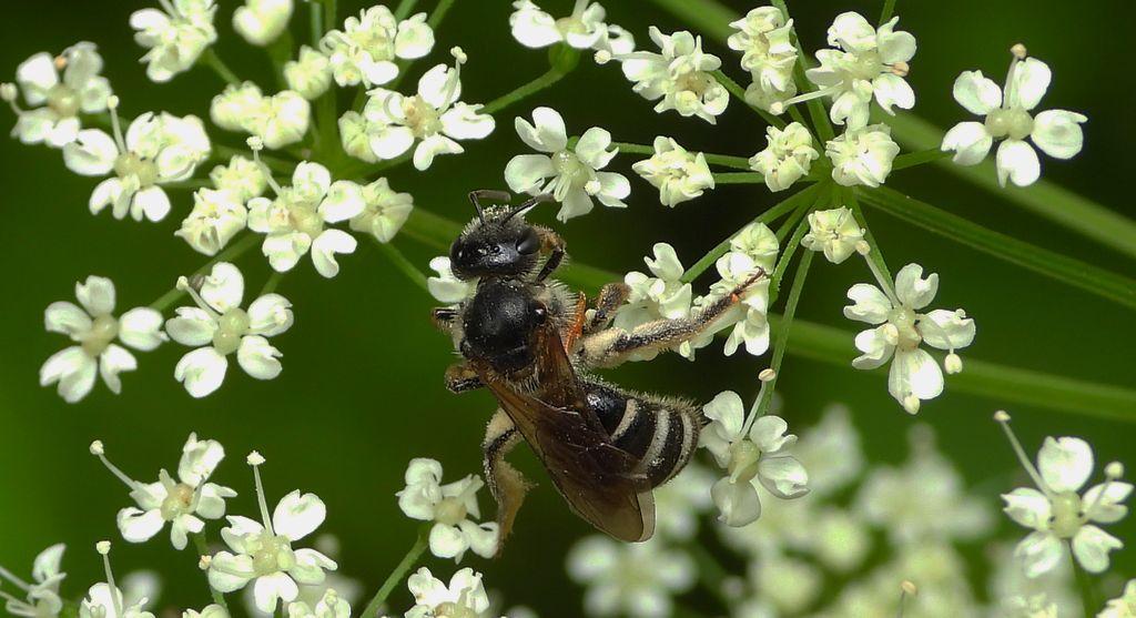 Smuklik wielki (Halictus quadricinctus)