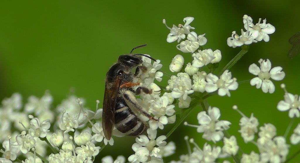 Smuklik wielki (Halictus quadricinctus)