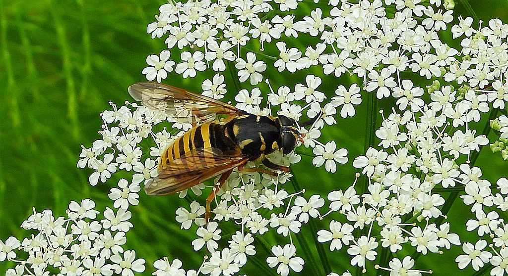 Morsznica osowata (Temnostoma vespiforme)