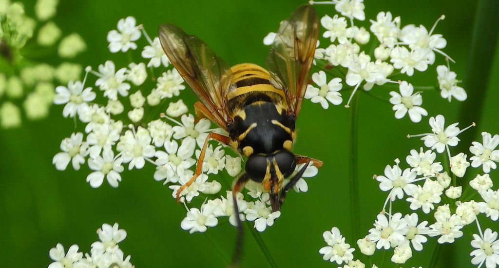 Morsznica osowata (Temnostoma vespiforme)