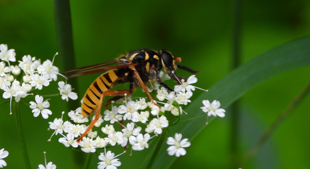Morsznica osowata (Temnostoma vespiforme)