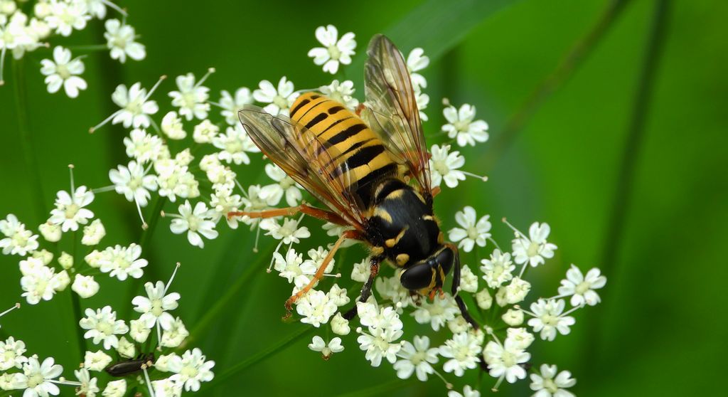 Morsznica osowata (Temnostoma vespiforme)