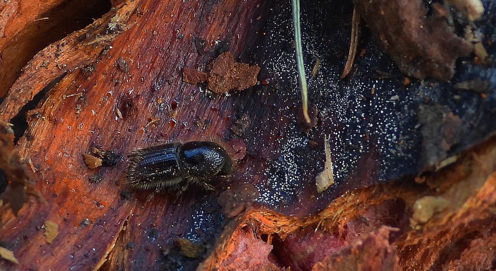 Kornik drukarz (Ips typographus)