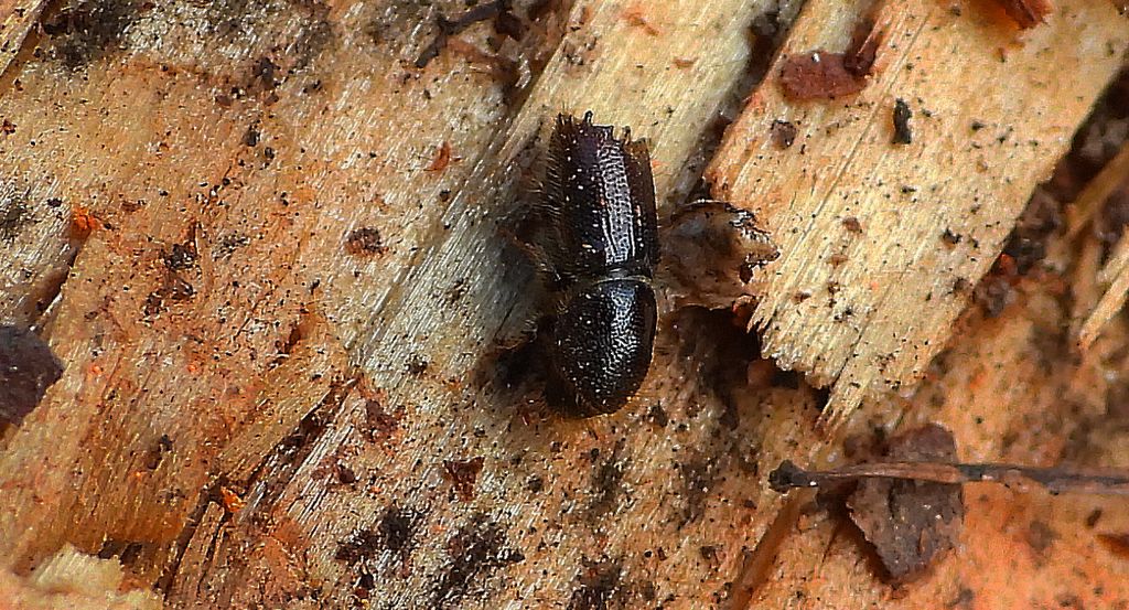 Kornik sześciozębny (Ips sexdentatus)