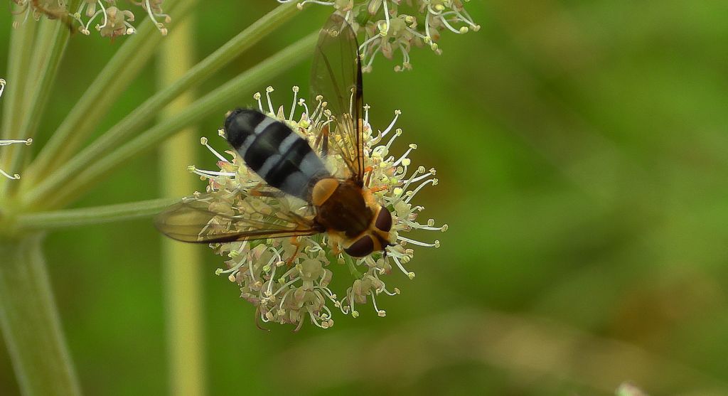 Przepaśnica niebieskawa (Leucozona glaucia lub Ischyrosyrphus glaucius)