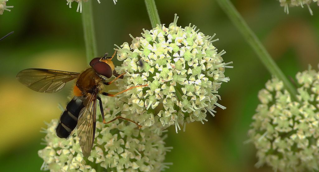 Przepaśnica niebieskawa (Leucozona glaucia lub Ischyrosyrphus glaucius)