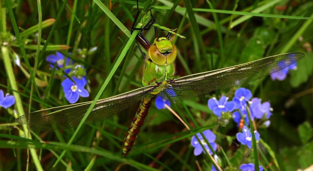 Żagnica południowa (Aeshna affinis)