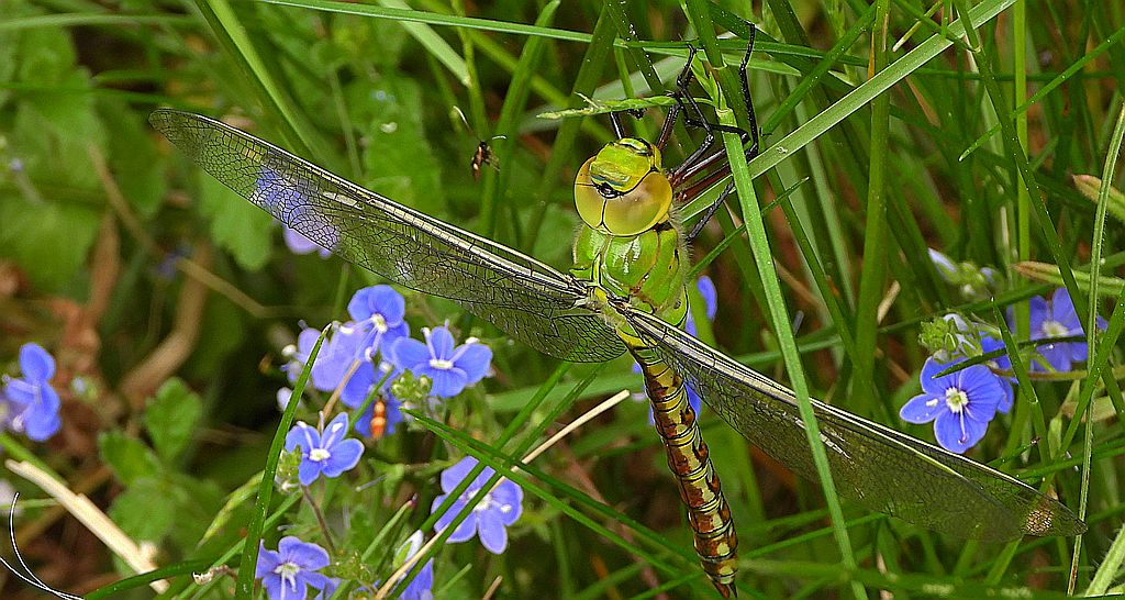 Żagnica południowa (Aeshna affinis)