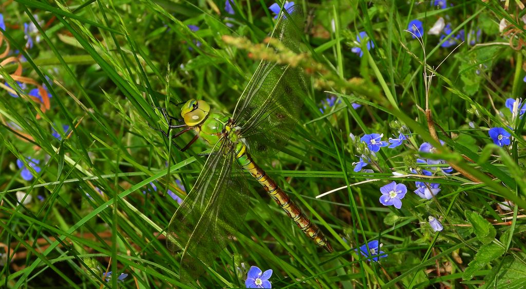 Żagnica południowa (Aeshna affinis)