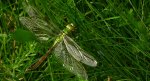 Żagnica południowa (Aeshna affinis)