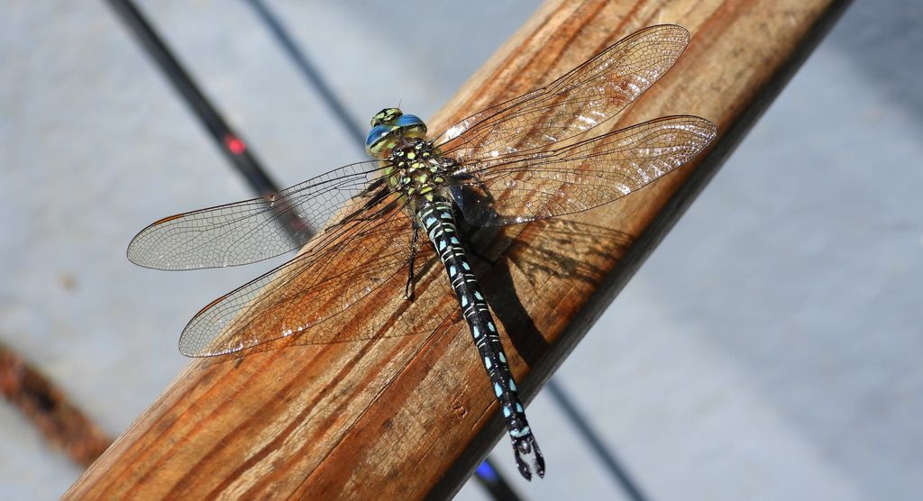 Żagniczka wiosenna (Brachytron pratense)