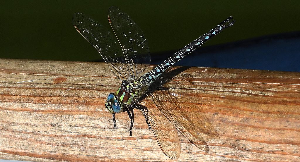 Żagniczka wiosenna (Brachytron pratense)