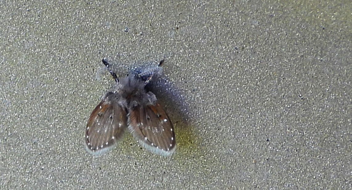 Ćmianka - Clogmia albipunctata