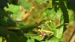 Modliszka zwyczajna, modliszka bigotek, wieszczka czczona (Mantis religiosa)