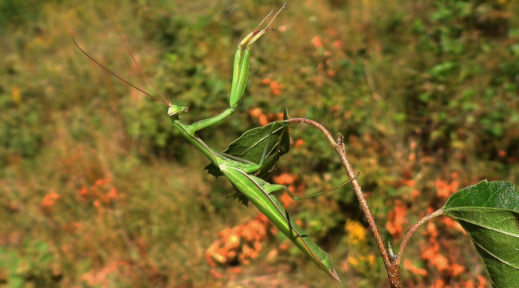 Modliszka zwyczajna, modliszka bigotek, wieszczka czczona (Mantis religiosa)