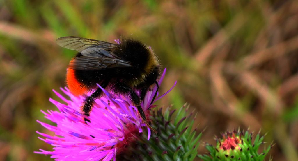 Trzmiel kamiennik (Bombus lapidarius)