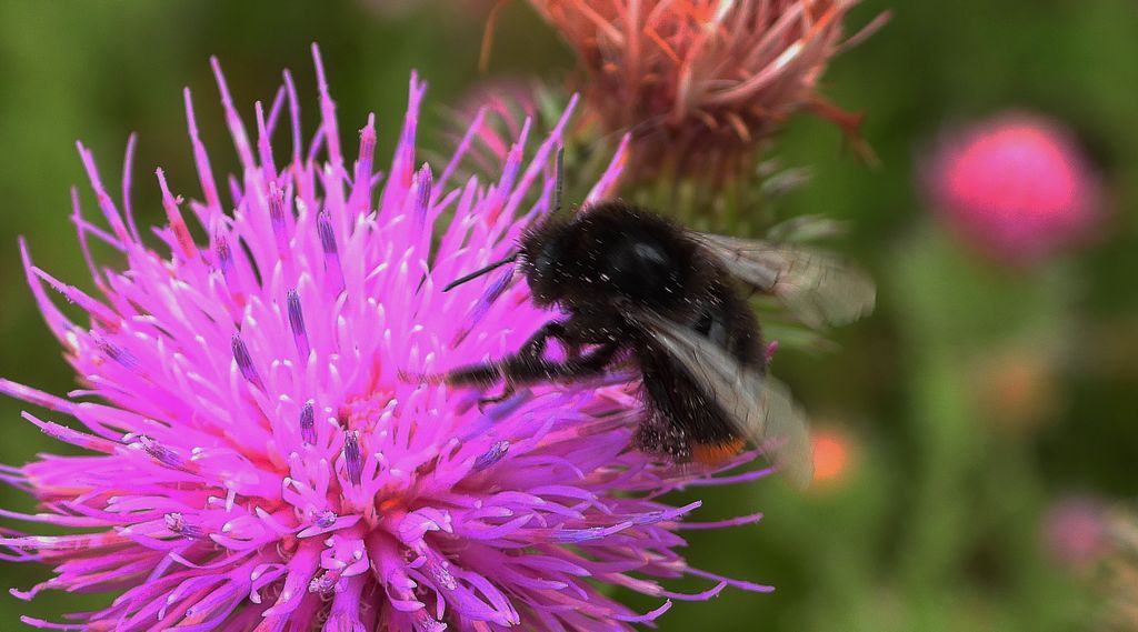Trzmiel kamiennik (Bombus lapidarius)